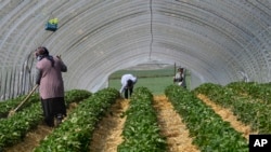 Local seasonal workers work at a strawberry field in Bottrop, Germany, Friday, April 17, 2020. Thousands of seasonal workers from Eastern Europe arrive with special flights to work in in secured groups at German farms because of the new coronavirus outbreak. Farms across Europe a