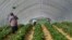 Local seasonal workers work at a strawberry field in Bottrop, Germany, Friday, April 17, 2020. Thousands of seasonal workers from Eastern Europe arrive with special flights to work in in secured groups at German farms because of the new coronavirus outbreak. Farms across Europe a