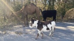 This Nov. 17, 2019 photo from the Goddard Police Dept. shows a camel, donkey and a cow found along a road near in Kansas (Devon Keith/Goddard Police Dept. via AP)