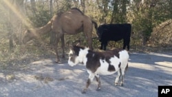 This Nov. 17, 2019 photo from the Goddard Police Dept. shows a camel, donkey and a cow found along a road near in Kansas (Devon Keith/Goddard Police Dept. via AP)