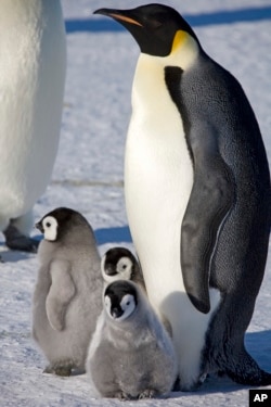 This 2008-2009 photo provided by the British Antarctic Survey in January 2024 shows an adult emperor penguin and chicks on the sea ice at Halley Bay. (Richard Burt/British Antarctic Survey via AP)