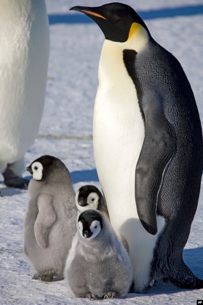 This 2008-2009 photo provided by the British Antarctic Survey in January 2024 shows an adult emperor penguin and chicks on the sea ice at Halley Bay. (Richard Burt/British Antarctic Survey via AP)