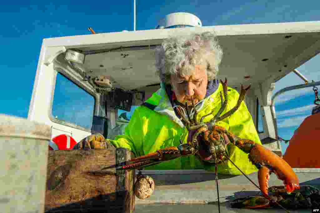 Virginia Oliver, 101, inspects a lobster before she bands them, in Penobscot Bay in Maine, July 31, 2021. Oliver is the oldest licensed lobsterwoman in the northeastern state, and local historians describe as perhaps the oldest active one in the world.&#160;