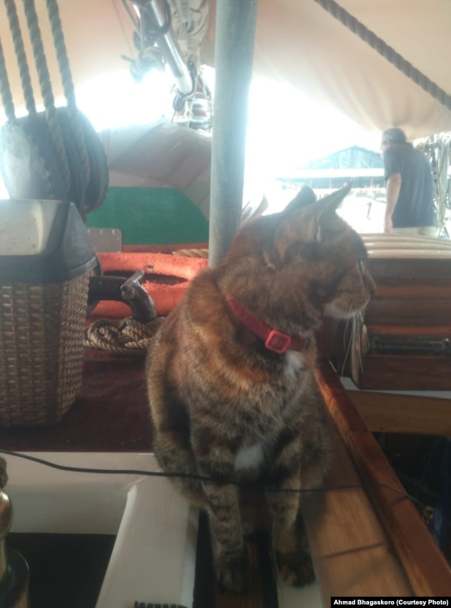 Kucing yang sejak kecil tinggal di Sail Vega saat sandar di Pantai Mutiara, Jakarta, 23 Oktober 2018. (Foto: Ahmad Bhagaskoro/ VOA)