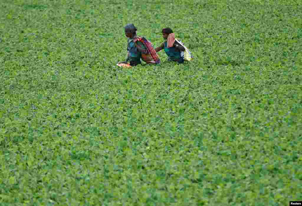 A couple cross the Sabarmati river covered with aquatic plants after collecting usable items thrown as offerings by Hindu worshippers in the river, a day after the "Dashama" festival in Ahmedabad, India.