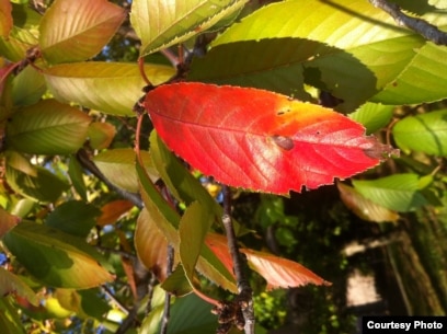 Yalangoch qizlarga poshnalar Arman porno videolarini onlayn tomosha qiling