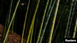 FILE - Bamboo is native to Zimbabwe and is increasingly regarded as green gold by residents.