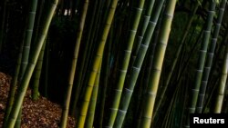 FILE - Bamboo is native to Zimbabwe and is increasingly regarded as green gold by residents.