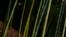 FILE - Bamboo is native to Zimbabwe and is increasingly regarded as green gold by residents.