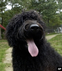 This Sept. 28, 2004 file photo shows Mira, a young Labradoodle, at the home of Angela Urban in Barnegat, N.J. (AP Photo/Mary Godleski, FILE)