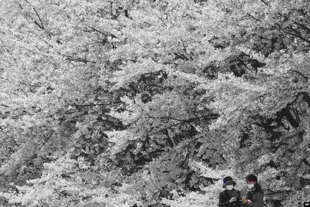 Women wearing face coverings to protect against the spread of the new coronavirus enjoy the flowering cherry blossoms at a park in Seoul, South Korea.