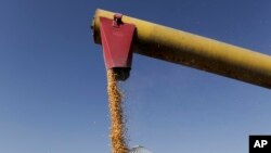 FILE - An auger transfers corn to a grain truck at a farm in Pawnee City, Nebraska, July 12, 2018. 