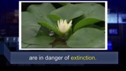 Học từ vựng qua bản tin ngắn: Extinction (VOA)
