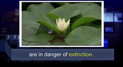 Học từ vựng qua bản tin ngắn: Extinction (VOA)