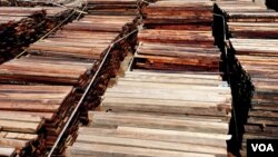 Sejumlah kayu merbau ilegal yang sudah berbentuk gergajian diamankan Gakkum KLHK sambil menunggu proses hukum berlangsung (foto VOA/Petrus).