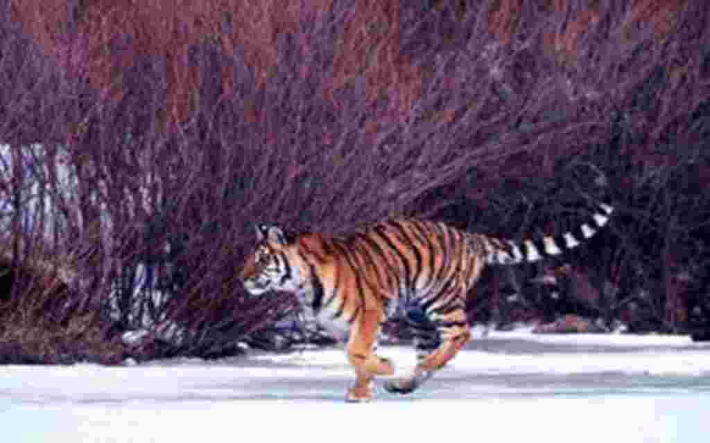 Tigre salvaje en Rusia.