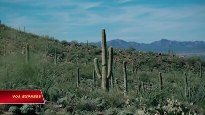 Xương rồng Saguaro – Lính canh vùng Tây Nam
