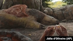 This illustration provided by researchers depicts a person carving an osteoderm from a giant sloth in Brazil about 25,000 to 27,000 years ago. (Júlia d'Oliveira via AP)
