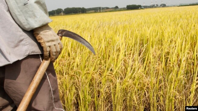 FILE - A farmer holds a sickle on a rice field in Gimje, south of Seoul, Sept. 22, 2009. When Cambodian workers some to South Korea for employment, they can earn $1,200-$1,300 a month in agricultural jobs.