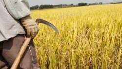 VOA: EE.UU. Visas Trabajadores Agrícolas