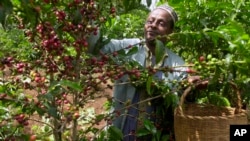 FILE—Mohammed Fita picks coffee beans on his farm Choche, near Jimma, 375 kilometers (234 miles) southwest of Addis Ababa, Ethiopia, on Saturday, September 21, 2002.