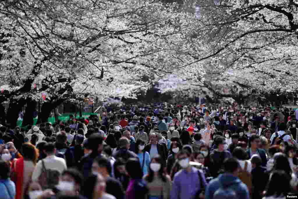 Visitors wearing protective face masks following an outbreak of the coronavirus disease (COVID-19) look at blooming cherry blossoms at Ueno park in Tokyo, Japan.