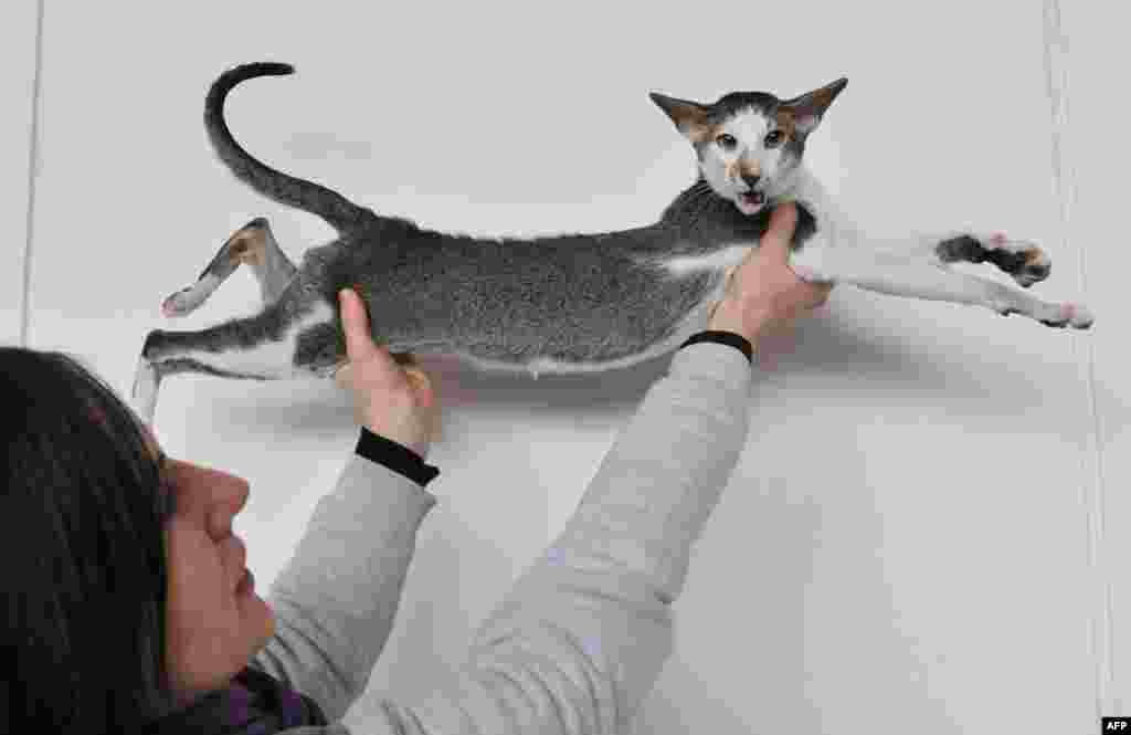 An owner holds her Oriental Shorthair cat during a cat exhibition in the Kyrgyzstan&#39;s capital Bishkek. Cats owners from Kyrgyzstan, Kazakhstan and Uzbekistan gathered in Bishkek to show off their pets. 