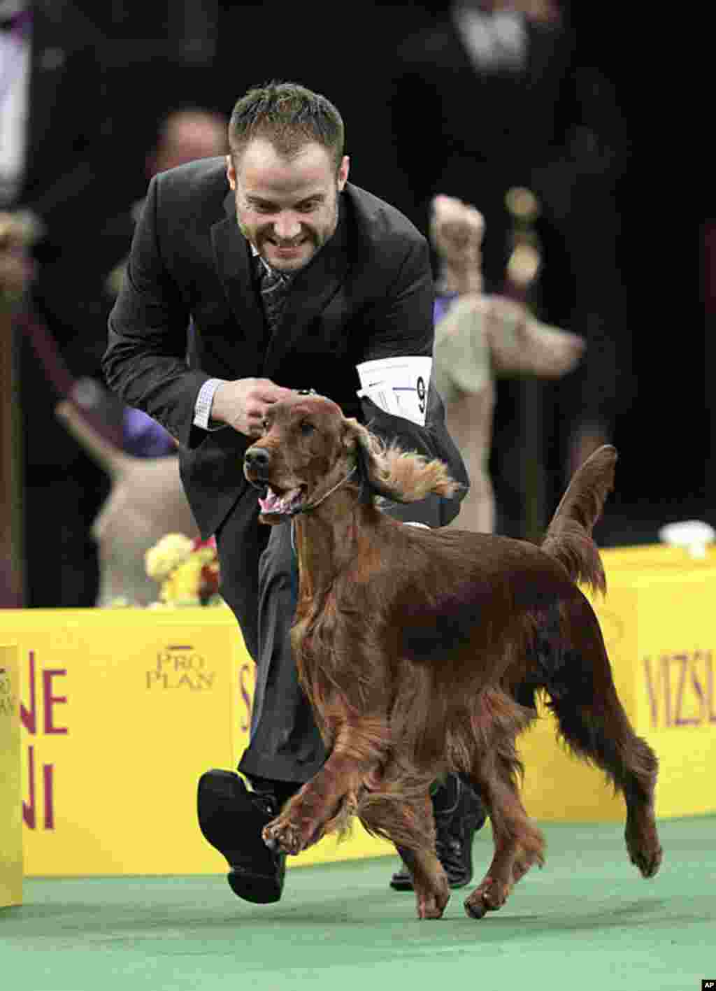 Adam Bernardin reacts as Shadagee Caught Red Handed, an Irish Setter, is declared the Best of Sporting Group at the 136th annual Westminster Kennel Club dog show in New York, February 14, 2012. (AP)