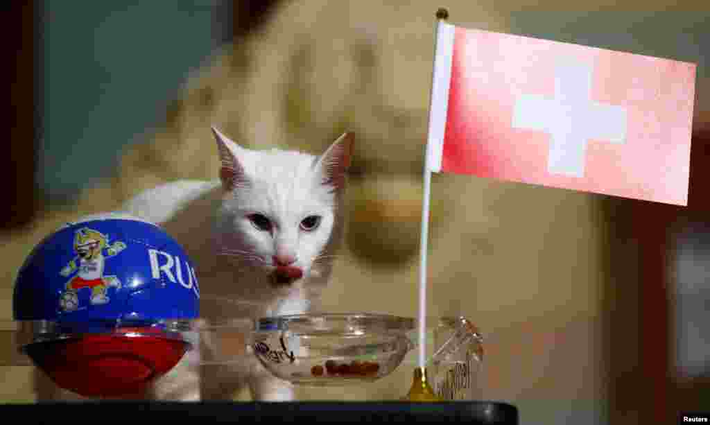  آشیل نام گربه&zwnj;ای است که بازی&zwnj;های جام جهانی ۲۰۱۸ را پیش بینی می کند. گربه پیشگوی روسی پیش بینی کرده بود که سوئد بر سوئیس پیروز می شود!