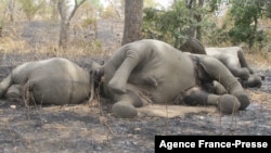 FILE - Elephants which have been killed by poarchers are seen at Bouba Ndjidda National Park in northern Cameroon, near the border with Chad, Feb. 23, 2012. 