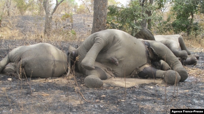 FILE - Elephants which have been killed by poarchers are seen at Bouba Ndjidda National Park in northern Cameroon, near the border with Chad, Feb. 23, 2012.