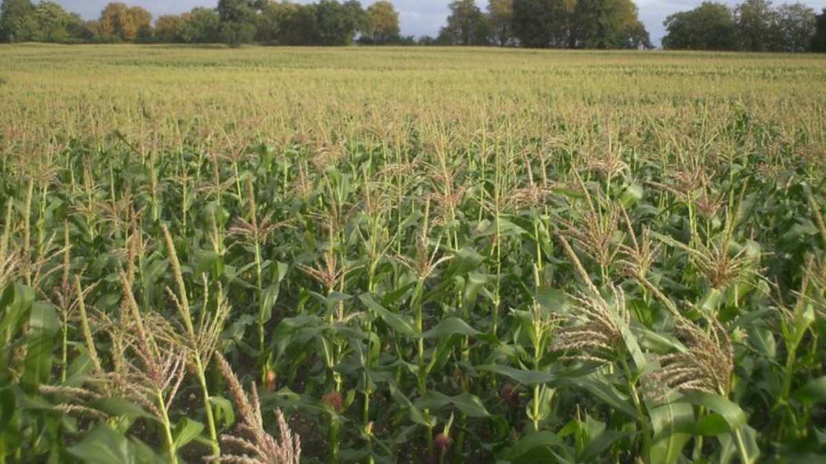 African Smallholder Farmers Count The Cost of Fertilizer Price Spike - Vimarsana News