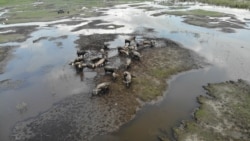 Kawanan kerbau di lokasi pengembalaan desa Tokilo yang berupaya mendapatkan makanan dari rerumputan di bagian lokasi yang tidak terendam, Senin (9/11/2020). (Foto: VOA/Yoanes Litha)