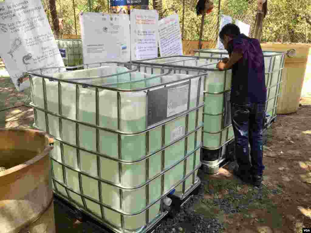 El Salvador usa tilapias para controlar o zika