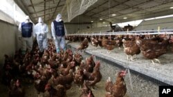 FILE - A veterinarian and two officers of NAS (Food Safety Division of Carabinieri, Italian Paramilitary Police) inspect an egg farm in Nettuno, some 30 miles south-west of Rome, Feb. 23, 2006.