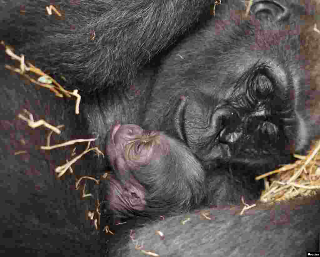 A male western lowland gorilla baby rests with his mother Kiki a day after being delivered by cesarean section at the Franklin Park Zoo in Boston, Massachusetts.