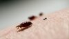 นักวิจัยอเมริกันพบว่า "Bed Bug" หรือตัวเรือดพบตามที่นอน ดื้อต่อยาฆ่าแมลง