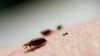 Bed Bugs Developing Resistance to Common Insecticides 