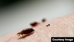 It turns out, the insecticides used to kill bedbugs don't even scratch the surface, a study by Virginia Tech and New Mexico State University found.