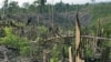 Indonesia Hopes to Sell Carbon Credits for Its Forests