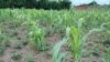 L'insécurité alimentaire frappe toujours le Burundi