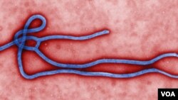 Transmisi mikrografi elektron berwarna (TEM) memperlihatkan sebagian bentuk dan struktur virus Ebola.