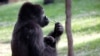Un grupo de 60 científicos trabajaron durante cinco años para secuenciar el genoma una hembra de gorila de las tierras bajas.