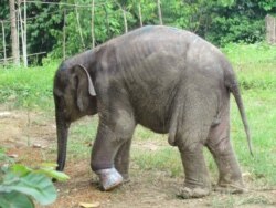 Salma gajah Sumatera betina berusia 1,5 tahun semasa hidup di CRU Serbajadi, Aceh Timur, Aceh. (Foto: BKSDA Aceh).