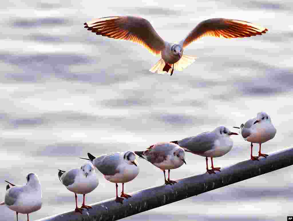 Seekor burung camar kesulitan mencari tempat untuk hinggap di sebuah tiang besi di sungai Main, Frankfurt, Jerman.