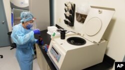 Especialista de la Facultad de Medicina Miller de la Universidad de Miami, Sendy Puerto, procesa muestras de sangre en el laboratorio de procesamiento de muestras en las pruebas de la vacuna Moderna COVID-19, el 2 de septiembre de 2020..