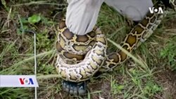 Burmanski piton ugrozio život u nacionalnom parku Everglade