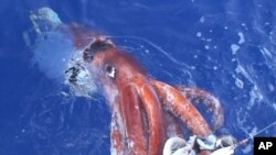 FILE - A researcher with Japan's National Science Museum, a giant squid attacking a bait squid is being pulled up by his research team off the Ogasawara Islands, south of Tokyo.