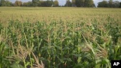 FILE: Rains Arrive, But Zimbabwe Farmers Say Seed and Fertilizer Are Lacking