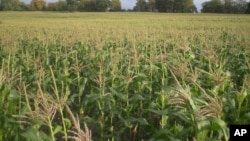 As harvesting time for tobacco, maize and other crops approaches, fears abound that roads made impassable by rain will not be repaired in time.